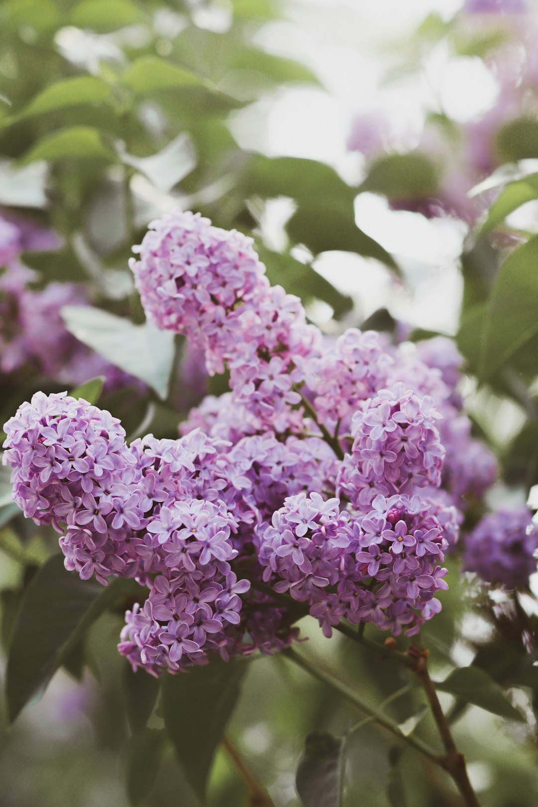 purple flowers in tilt shift lens