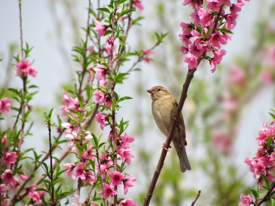 brown bird perched on pink flower in Borujerd Iran