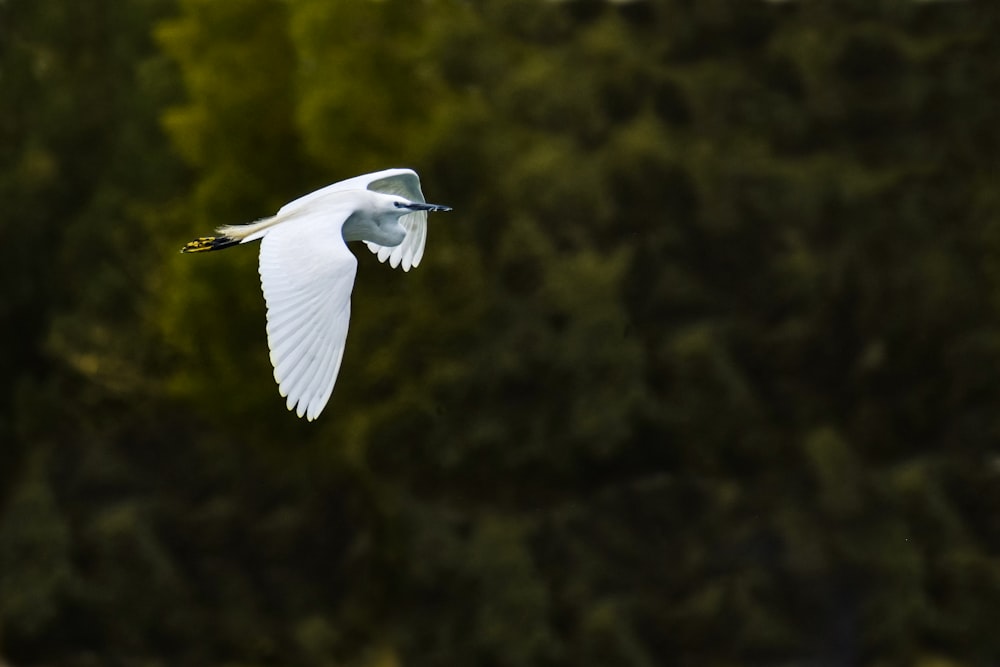 white bird flying during daytime