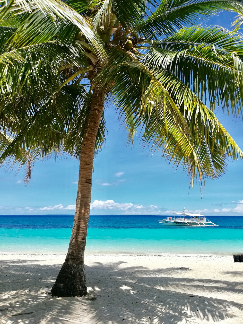 palm tree near body of water during daytime