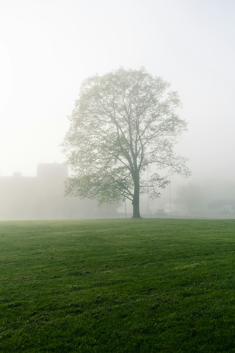 campo di erba verde con alberi