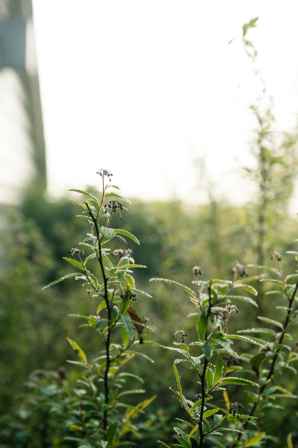 green plant in tilt shift lens