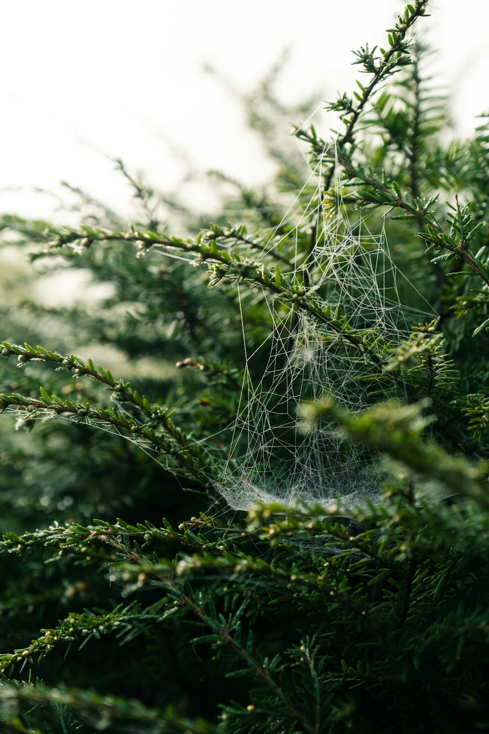 ragnatela su erba verde durante il giorno