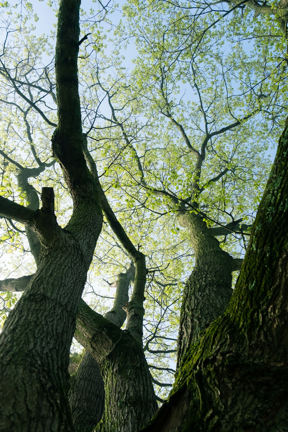 albero verde e marrone durante il giorno