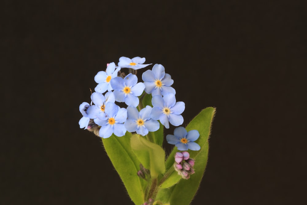 緑の葉を持つ白と青の花