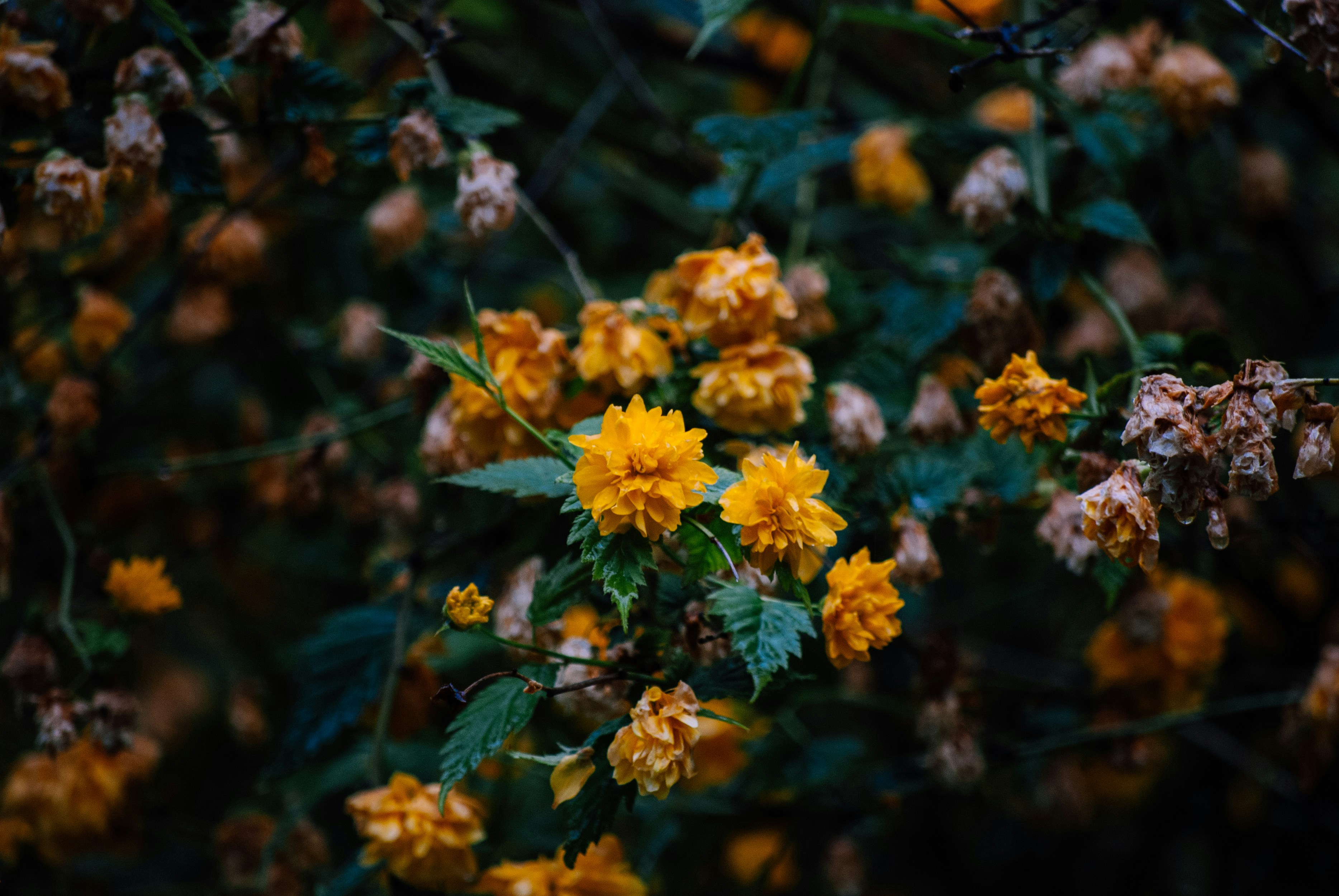Photo by neyn