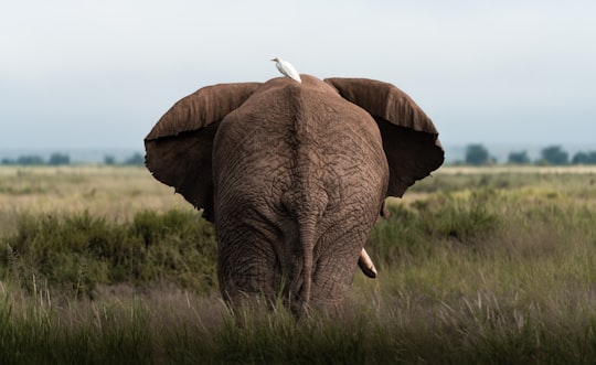 brown elephant on green grass field during daytime in Amboseli National Park Kenya