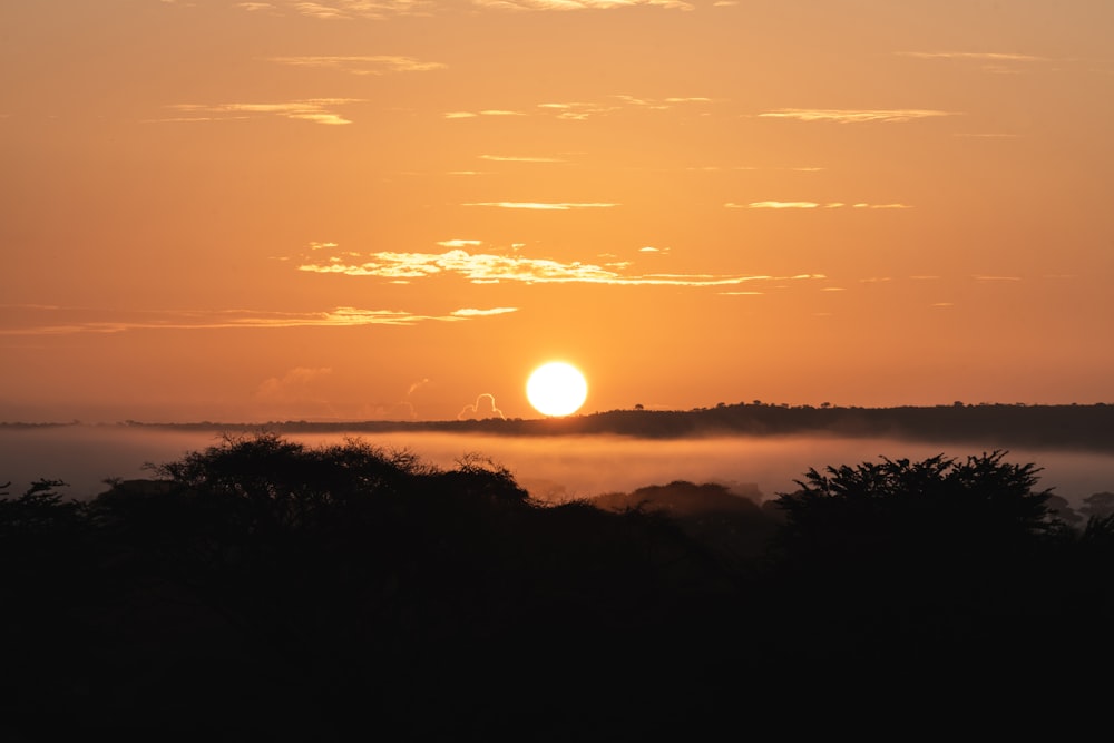 silhouette of trees during sunset