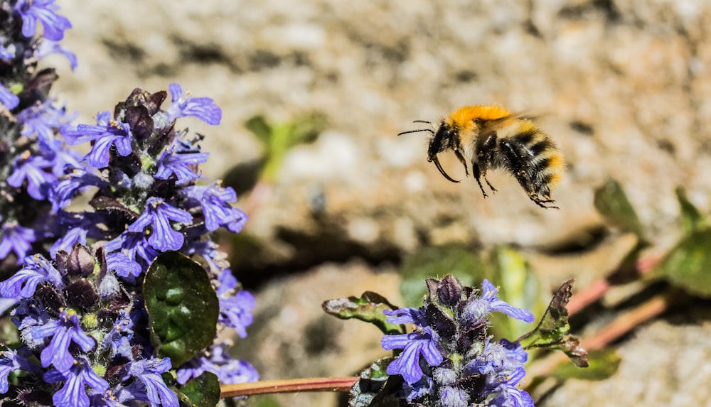 Schwarze und gelbe Biene auf lila Blume