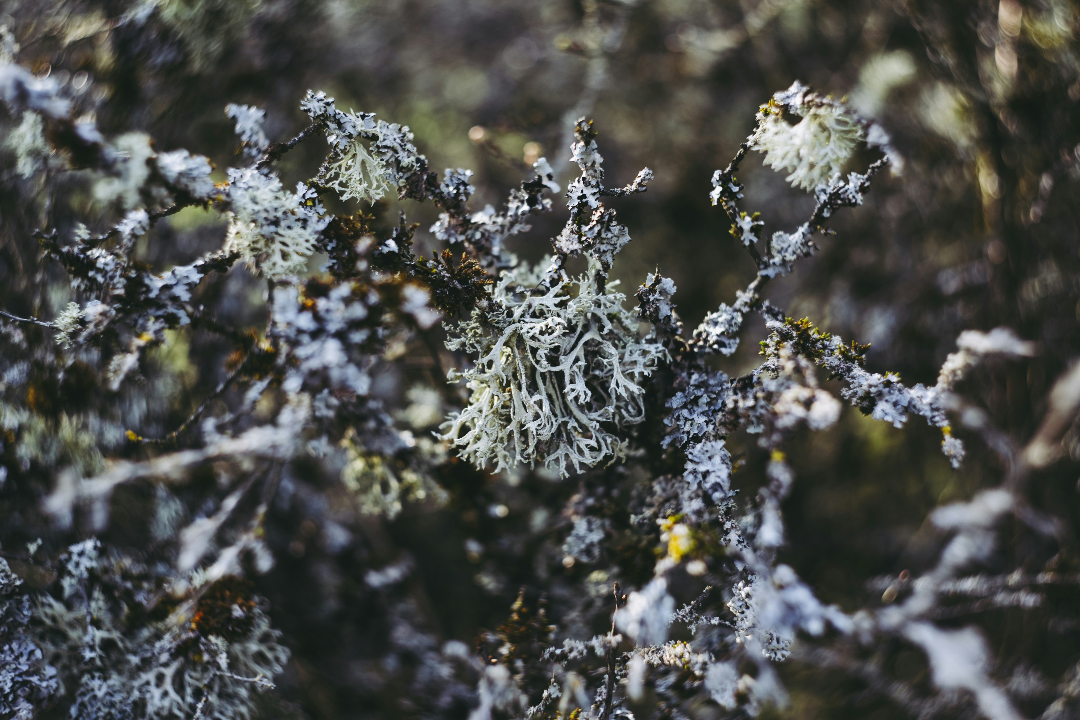 Photo by markusspiske