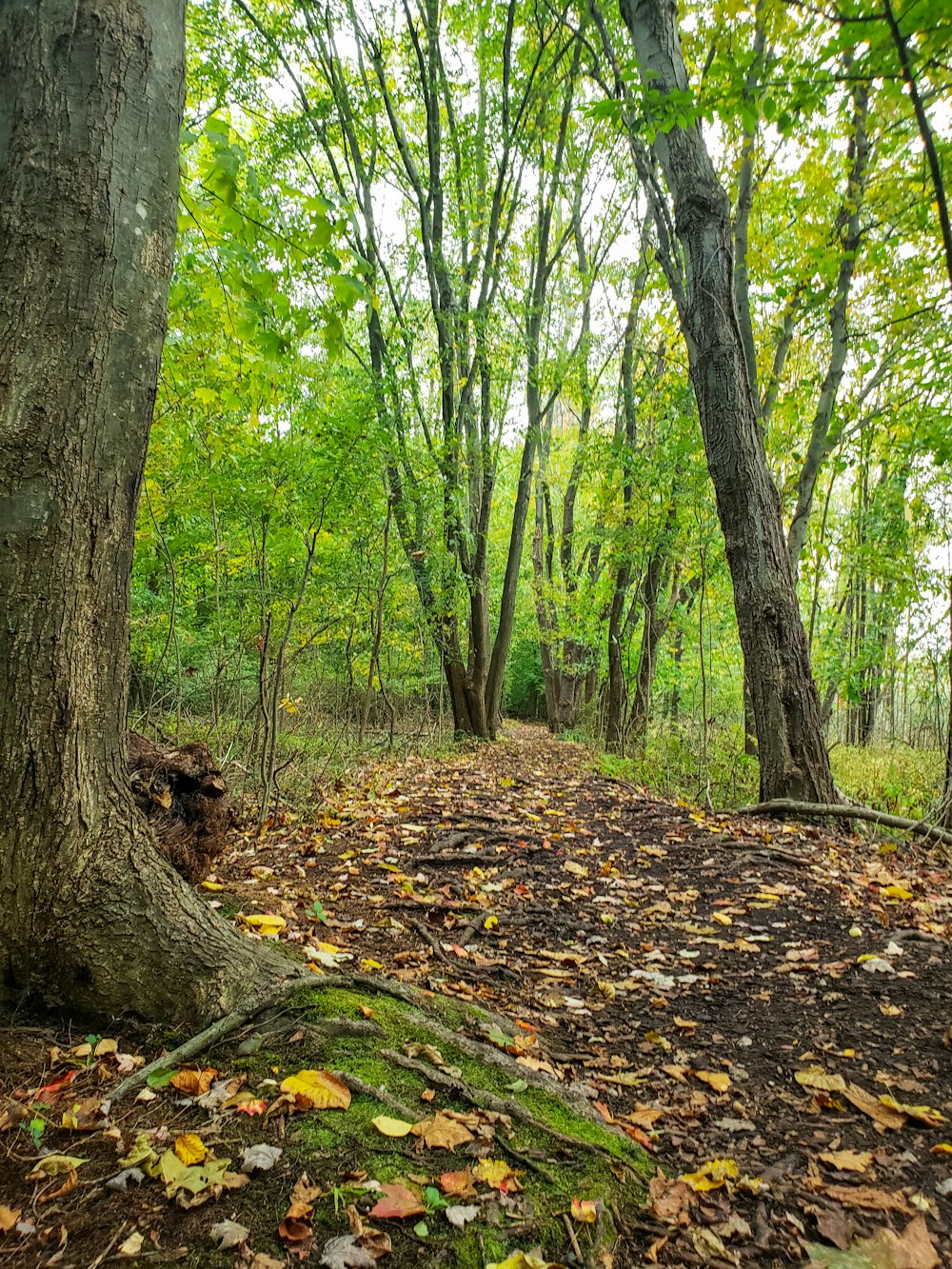 brown tree trunk with dried leaves on ground