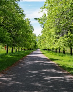 A peaceful pathway lined with trees leading towards a bright horizon.