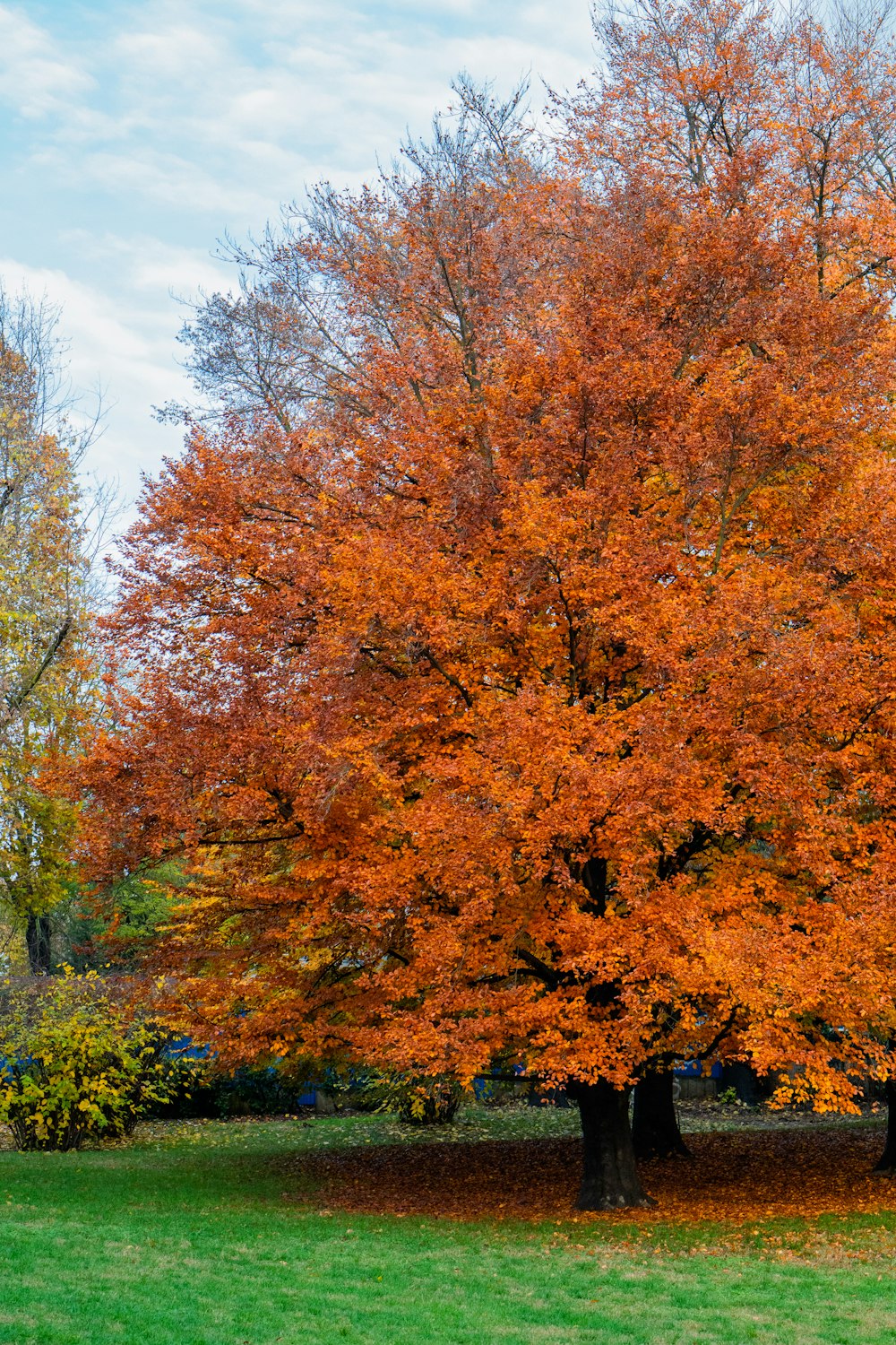 arbres bruns sous le ciel bleu pendant la journée