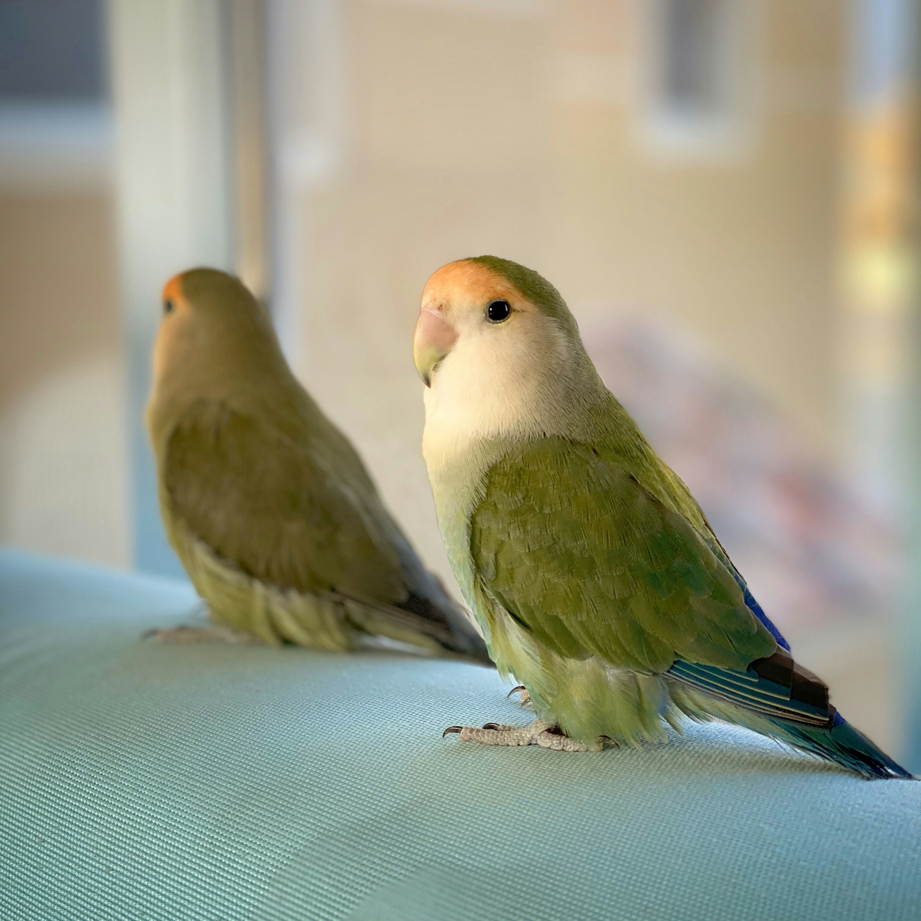 緑と茶色の2羽の鳥