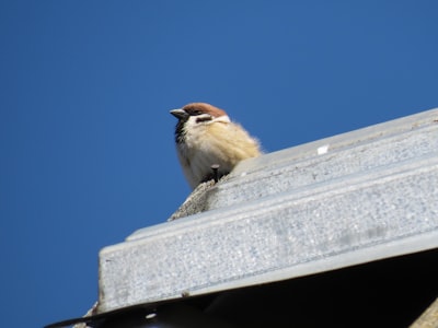 brown and white bird on white concrete wall during daytime