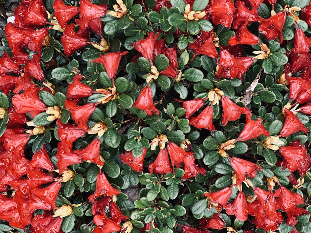 red and green leaves on the ground