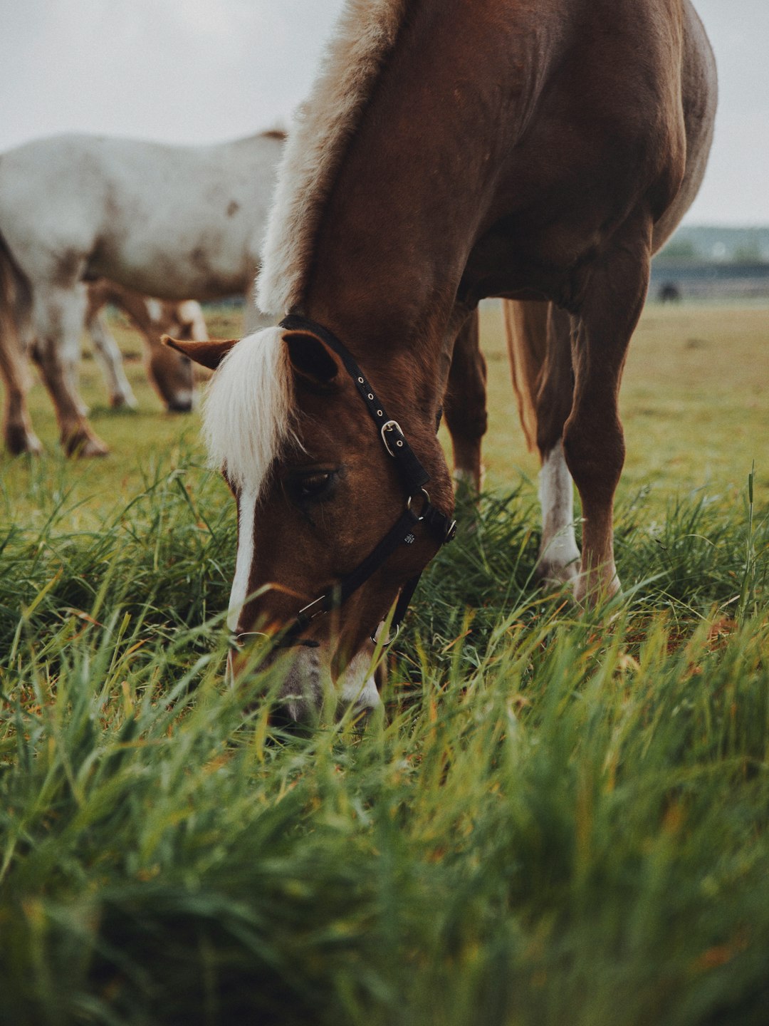 brown and white horse on green grass field during daytime