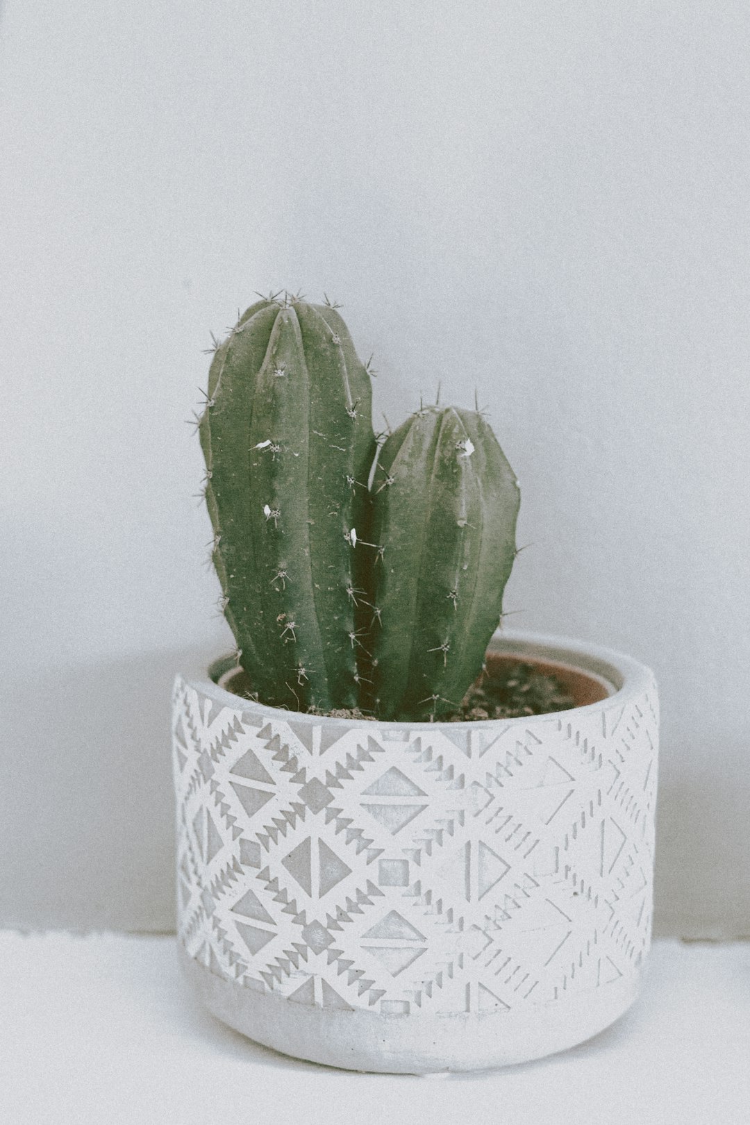 green cactus plant on white ceramic pot