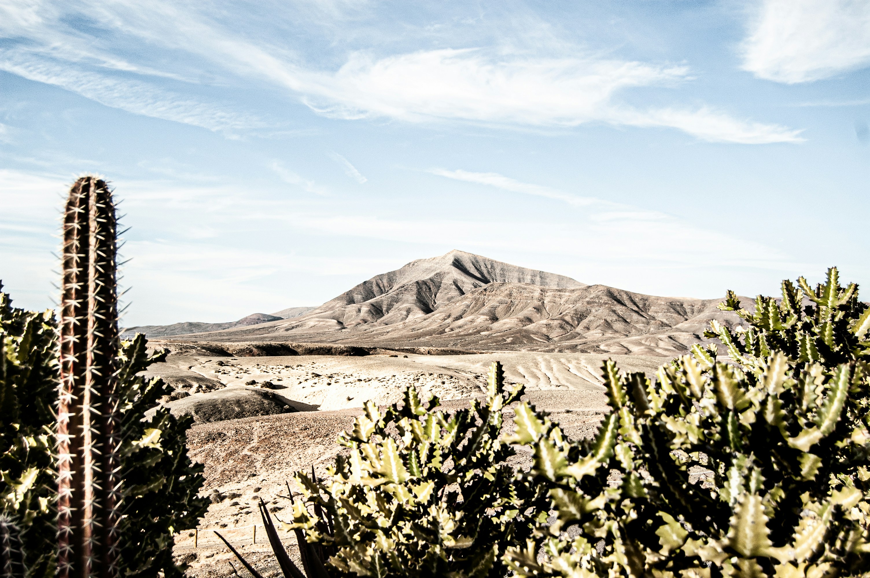 green cactus near brown mountain under blue sky during ...