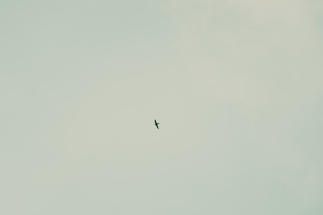 black bird flying on sky