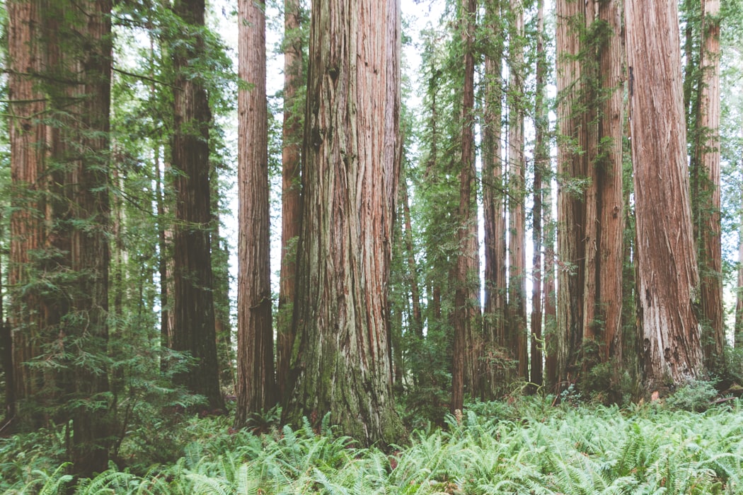 Scenic American River bike trail