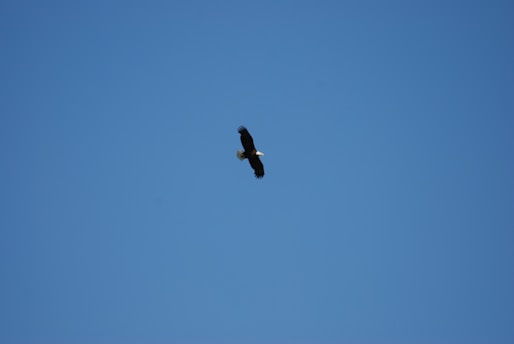 A bald eagle soaring gracefully above snow-capped mountain peaks under a clear blue sky.