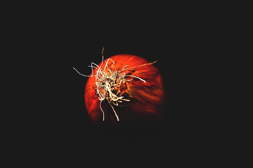 red tomato on black background