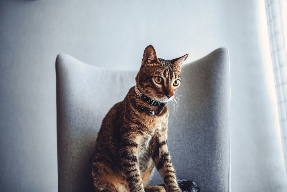 gato atigrado marrón en sofá blanco