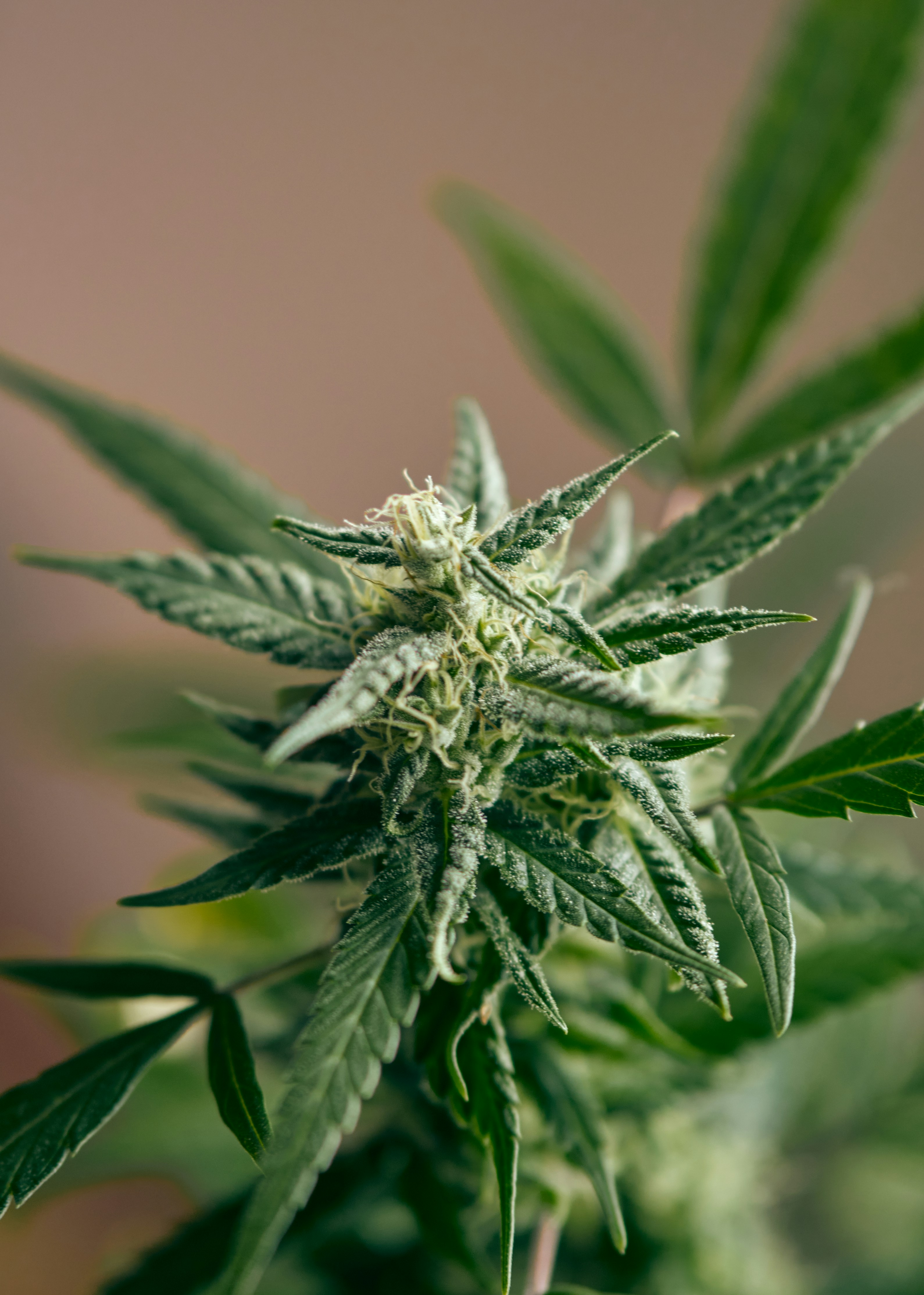 Chanvre Pictures Download Free Images On Unsplash