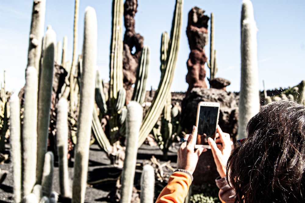 woman taking photo of cactus during daytime
