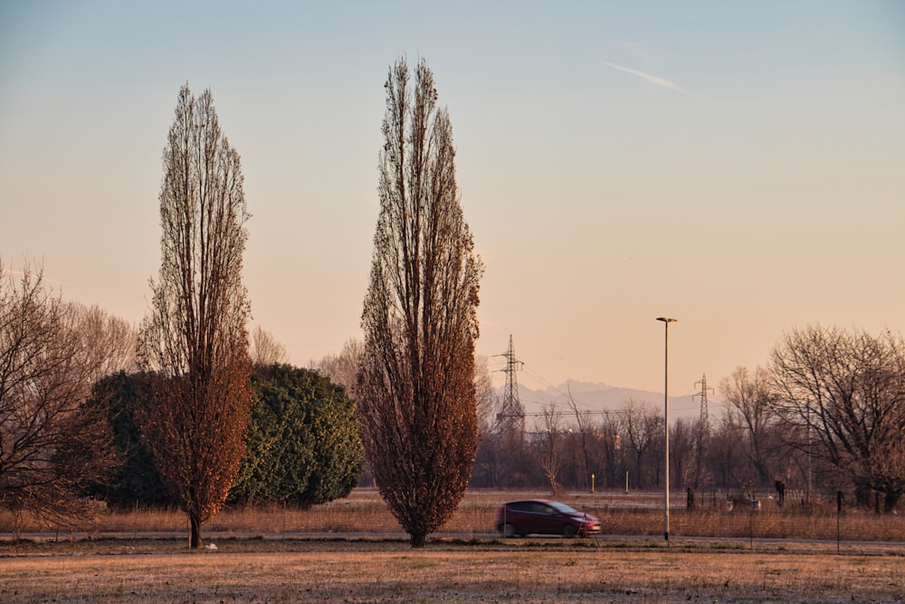 black car parked beside green tree during daytime