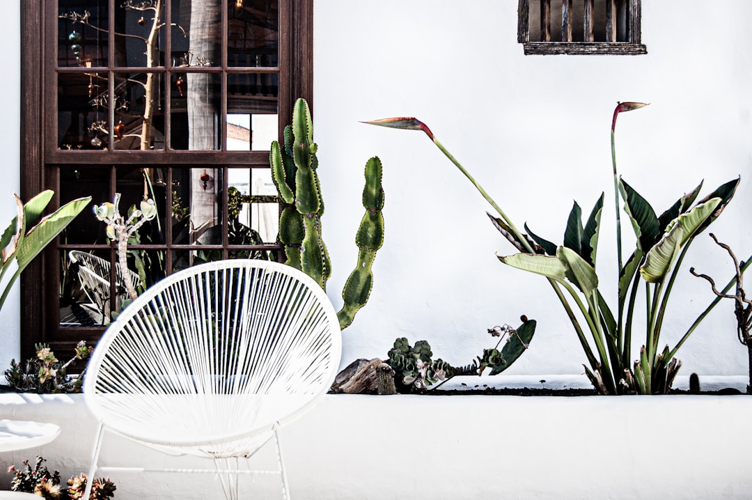 white and green plant on white ceramic vase, Palacio Ico by César Manrique