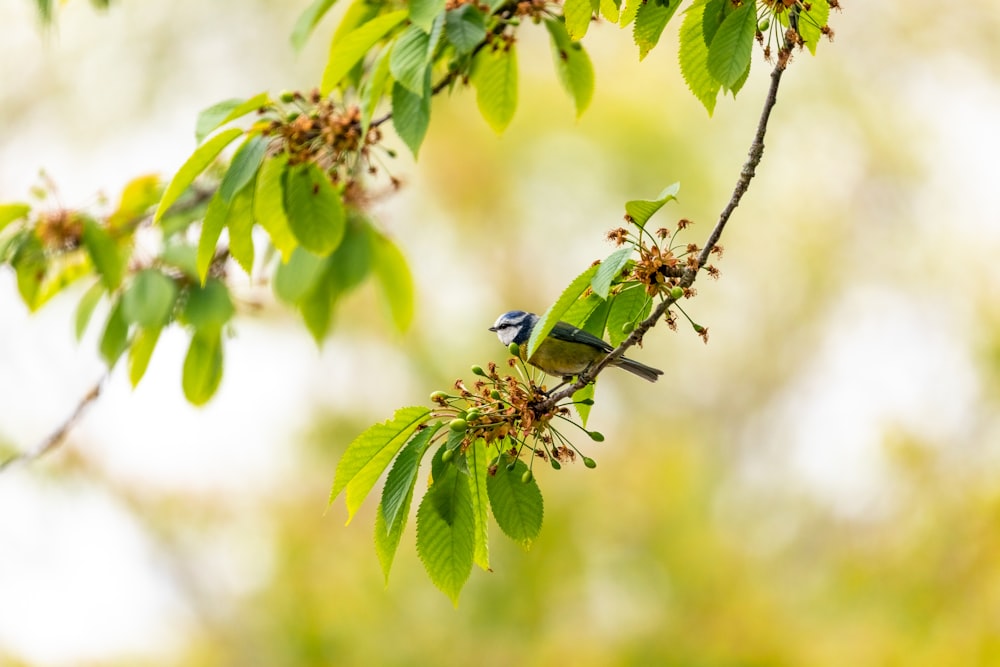 blue and green bird on green plant during daytime