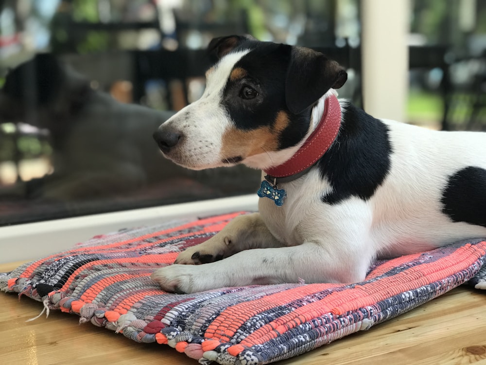 white black and brown short coated dog lying on red and blue textile