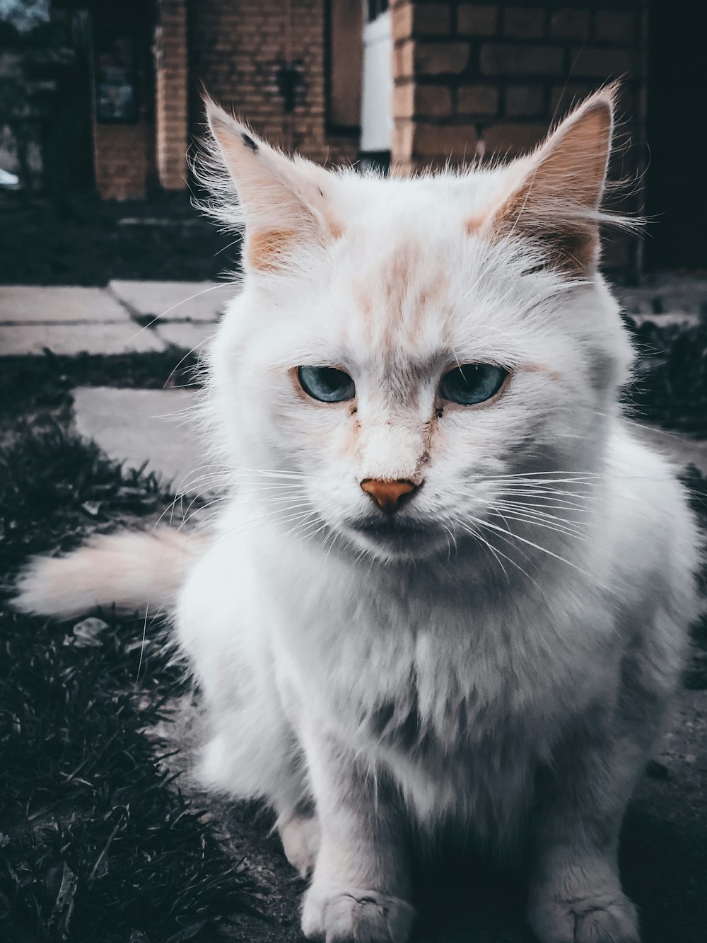 white cat on black and gray concrete floor