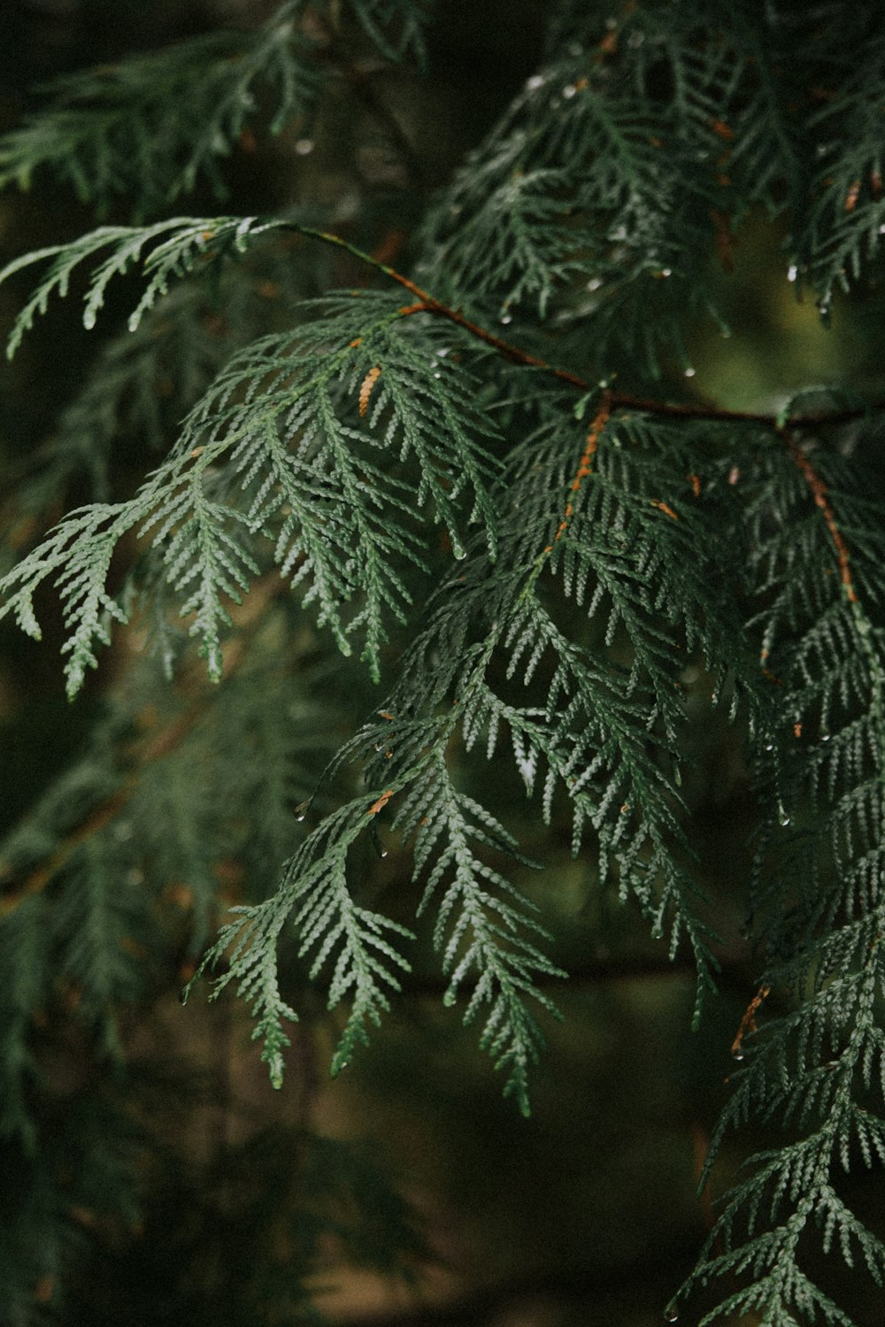 green pine tree covered with snow