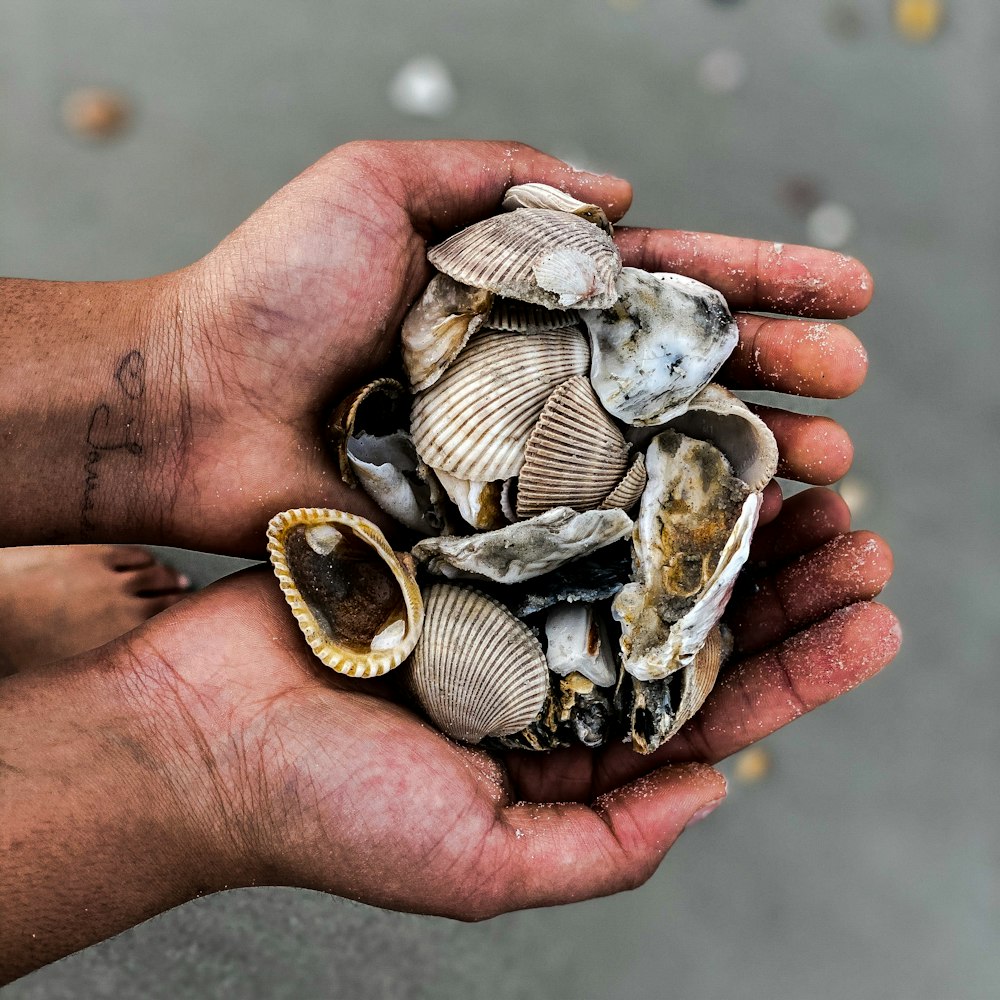 person holding white and black seashell