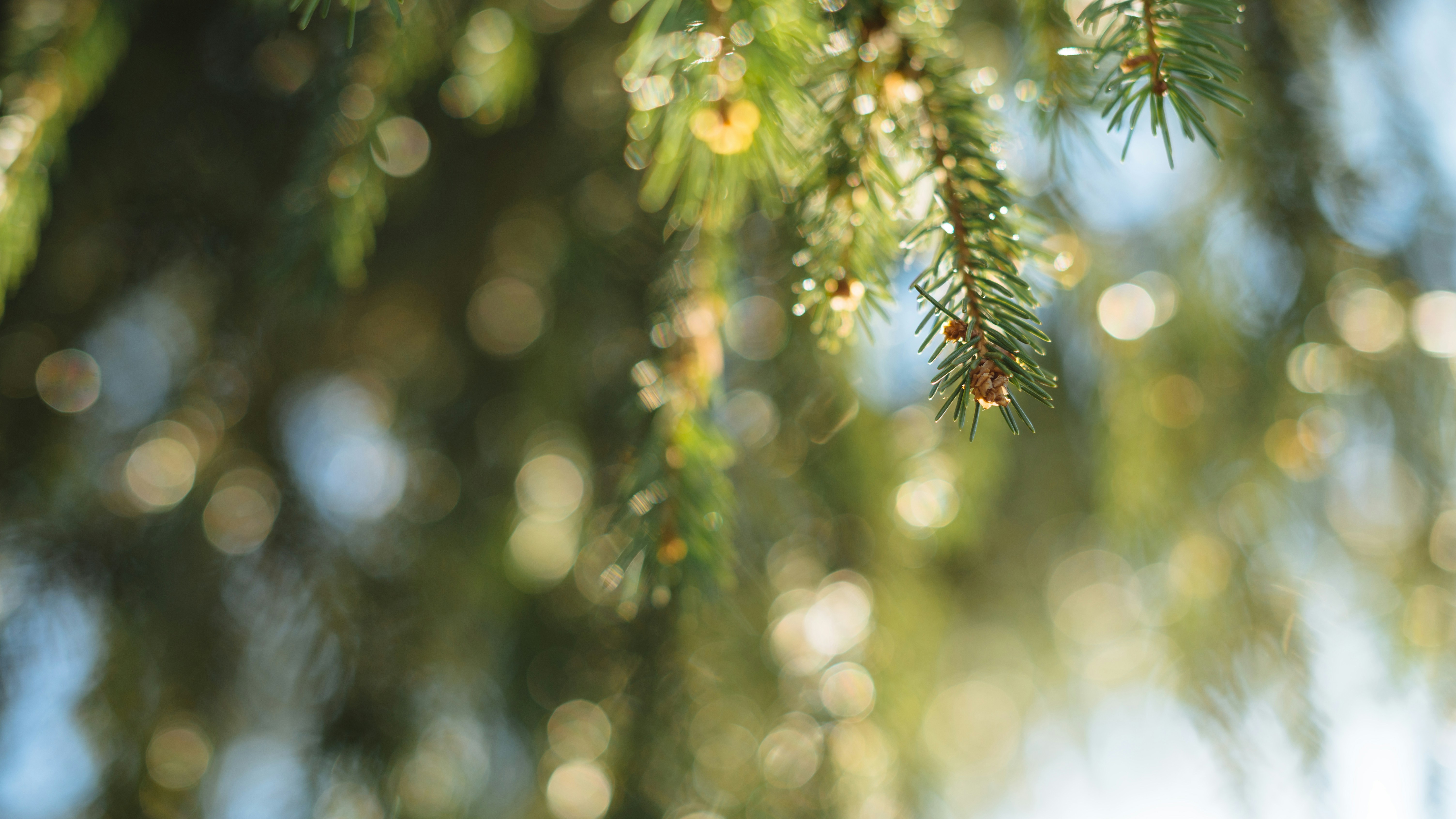 Green and yellow string lights photo Free Tree Image on Unsplash