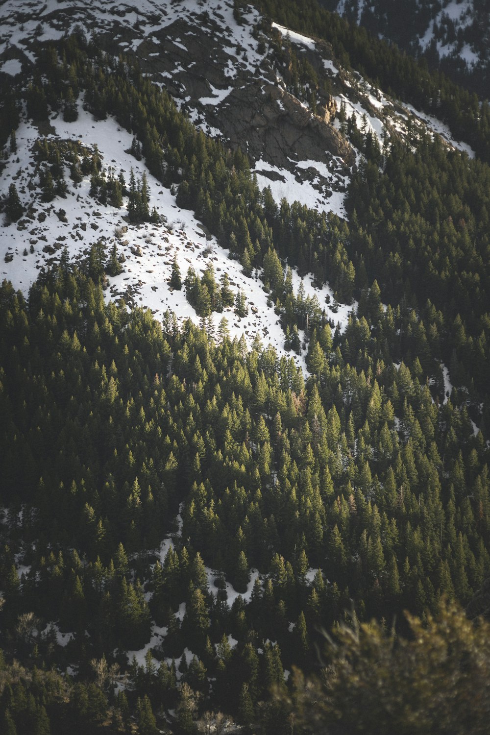 green pine trees on mountain