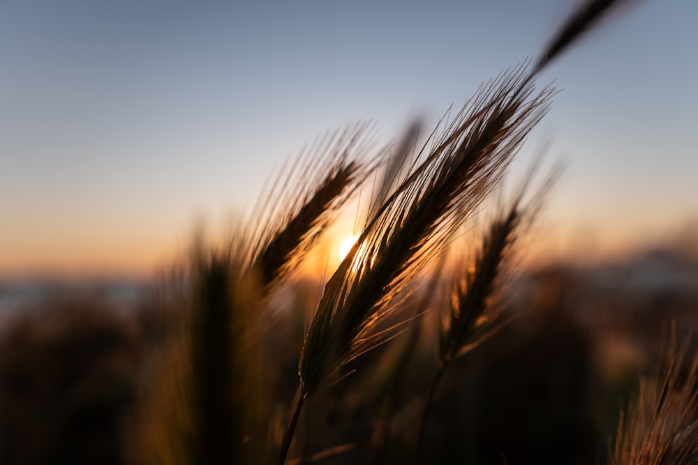 brown wheat field during sunset