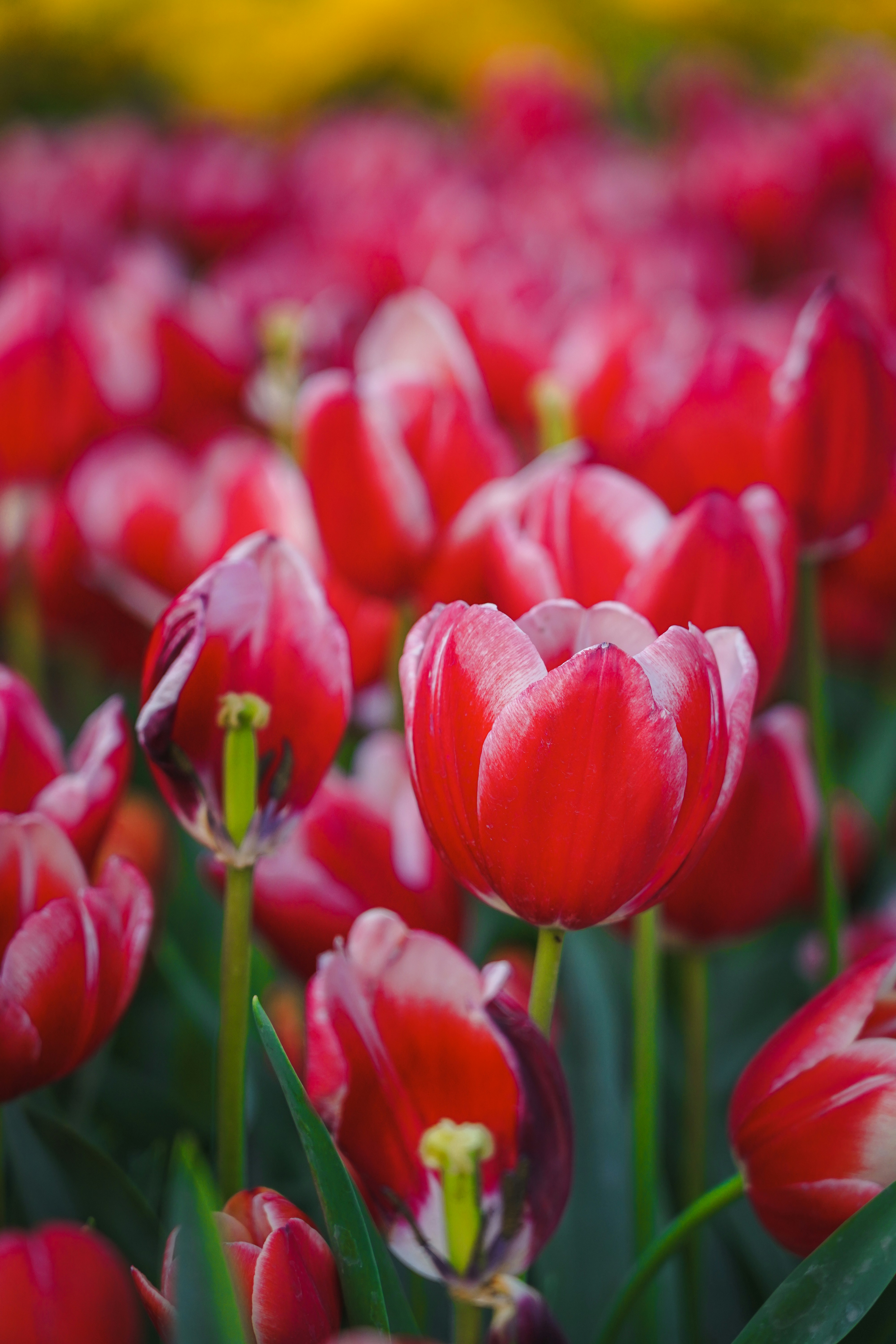 Photo by kiarash_mansouri