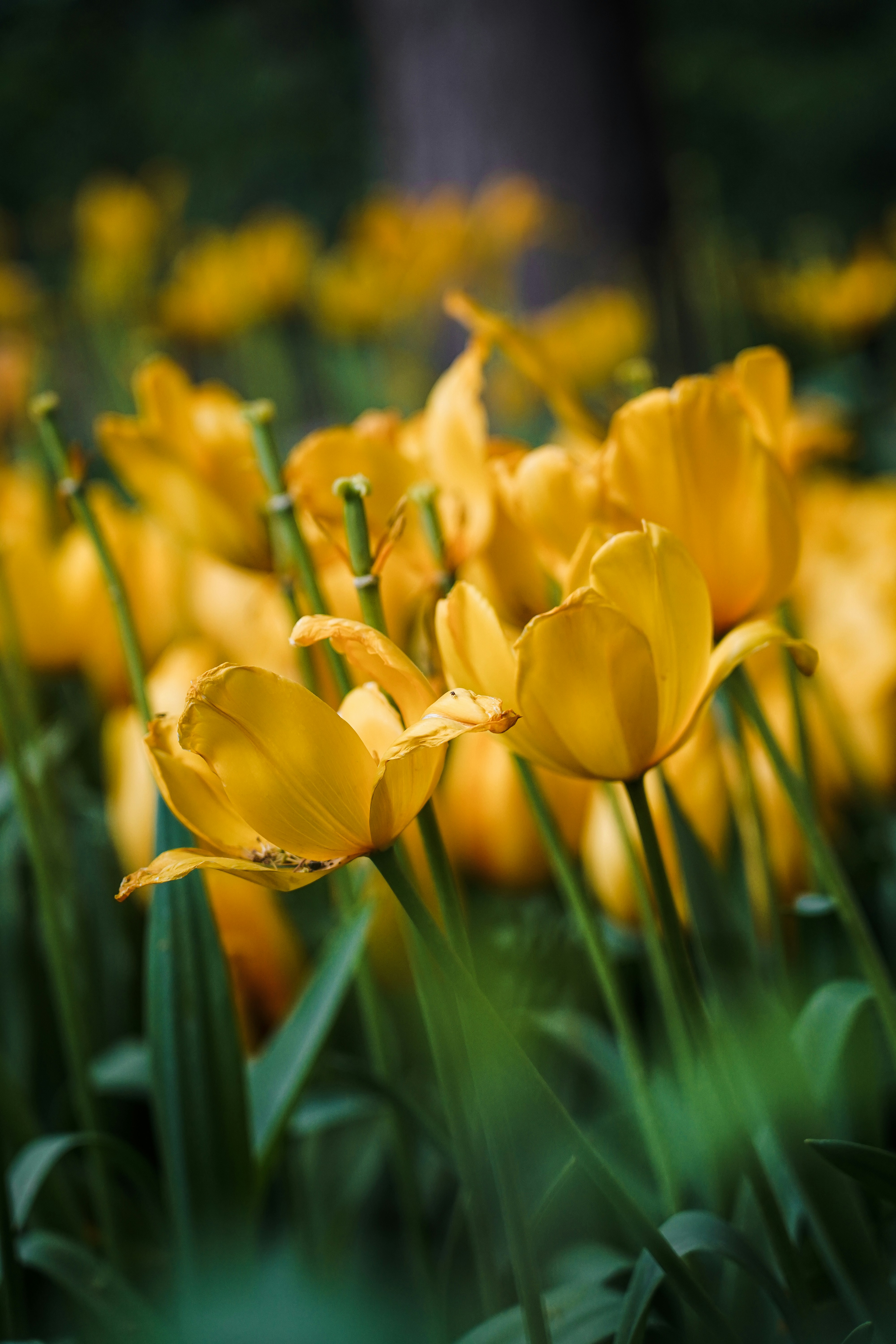 Photo by kiarash_mansouri