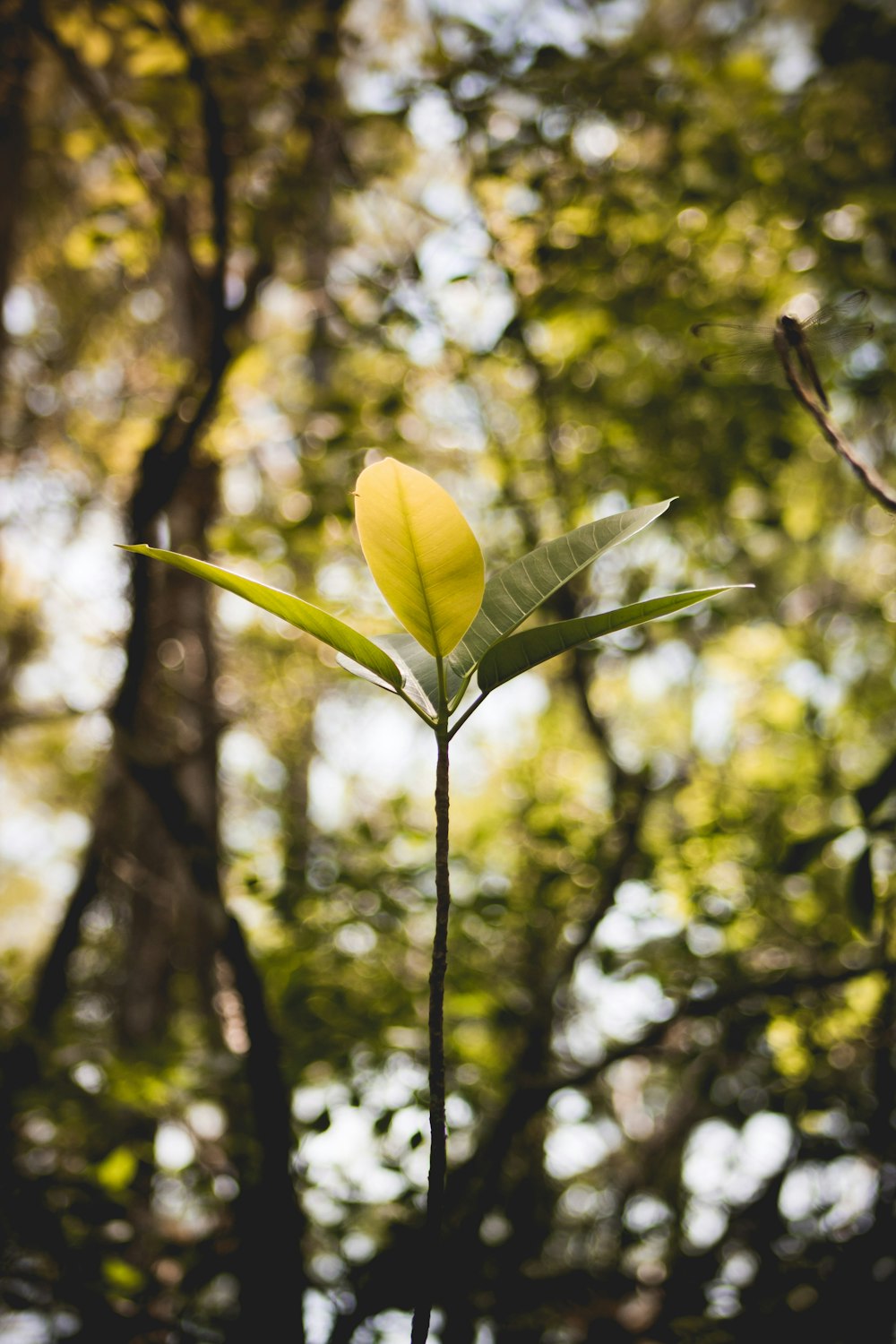 yellow leaf on tree branch