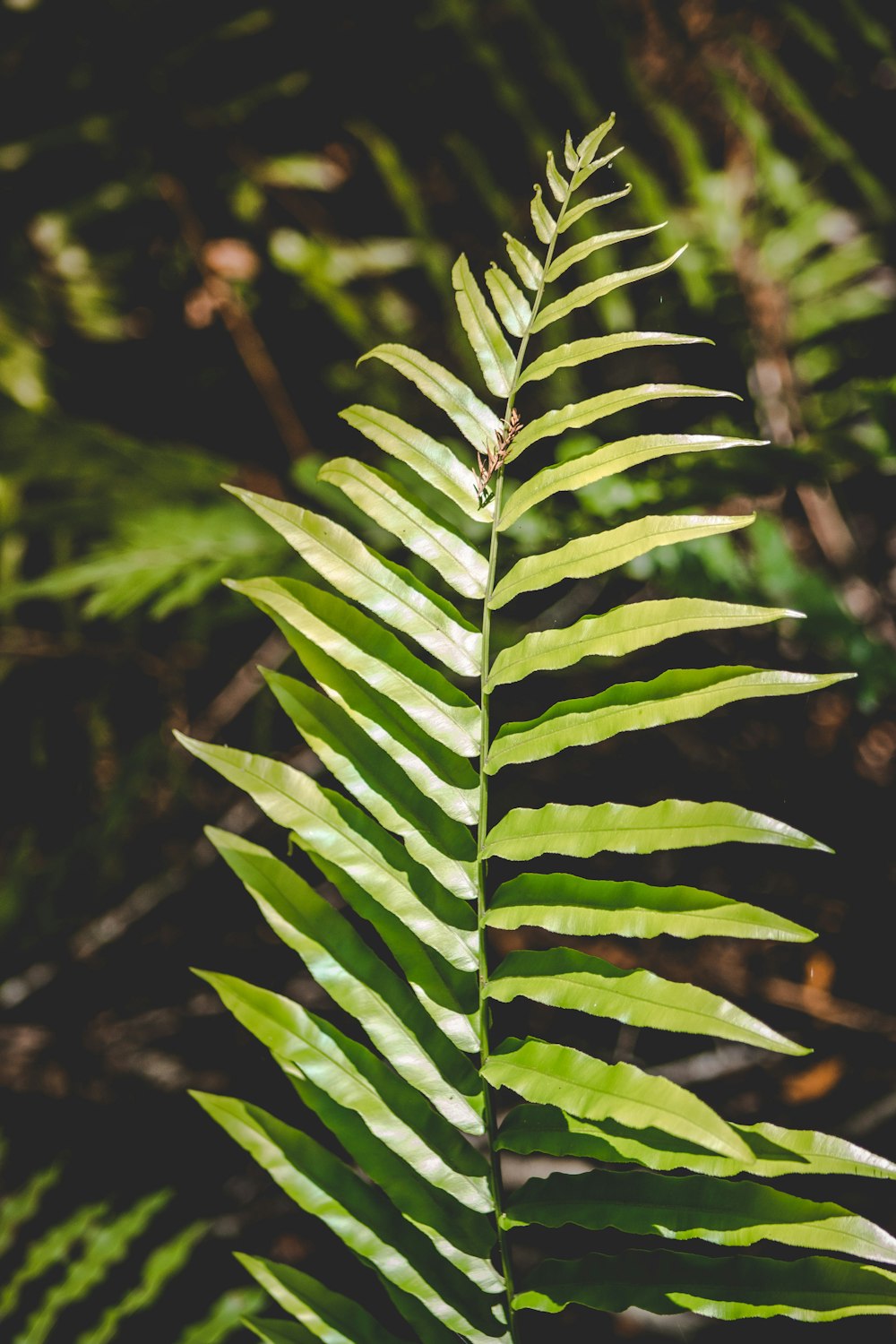 green leaves in tilt shift lens