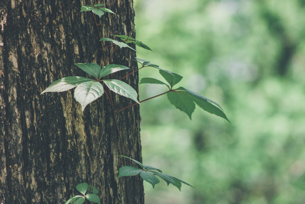 green leaf on brown tree trunk