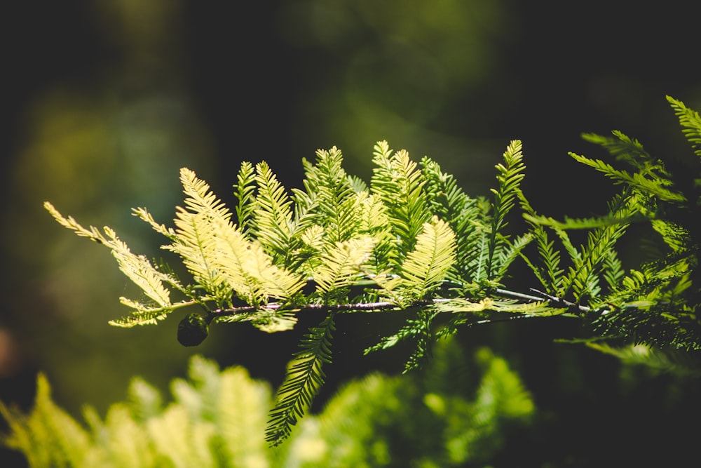 green leaf plant in close up photography