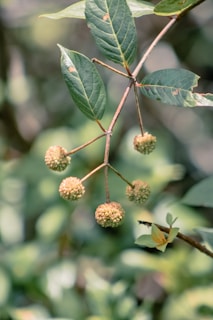 green and brown round fruit