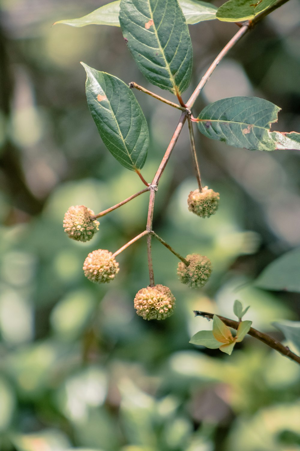 green and brown round fruit