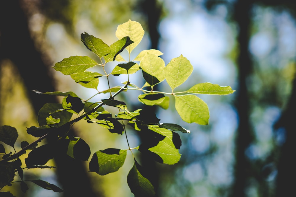 green leaves in tilt shift lens