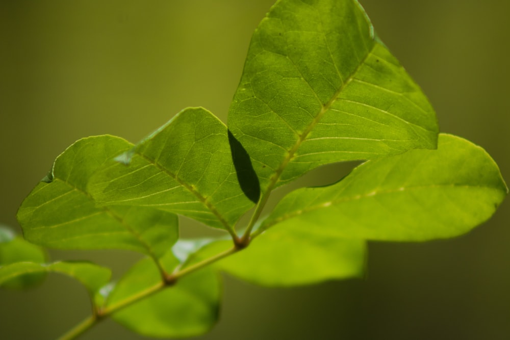 green leaf in macro photography